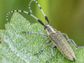 Agapanthia villosoviridescens